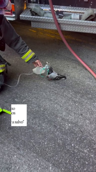 Unos bomberos le suministran oxígeno a una paloma que estaba asfixiándose por un incendio.