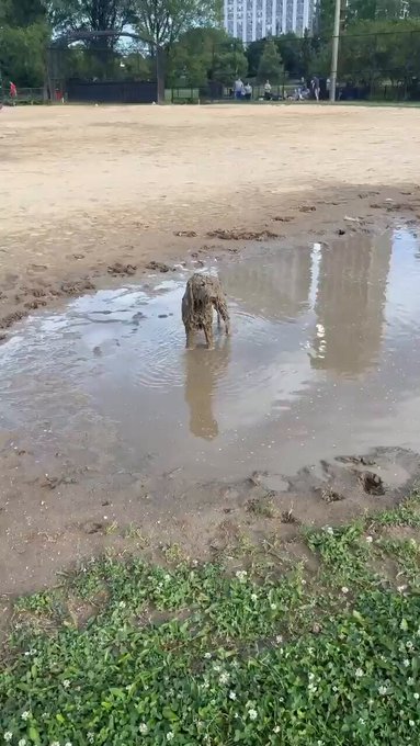 ¿Qué hacéis si vuestro perro decide convertirse en un monstruo de fango?