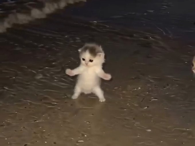El video que me manda mi madre preguntándome si es IA