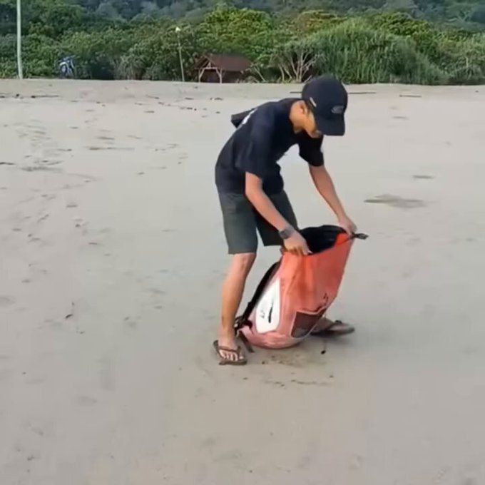 ¿Por qué las crías de tortuga se sueltan siempre lejos de la orilla?