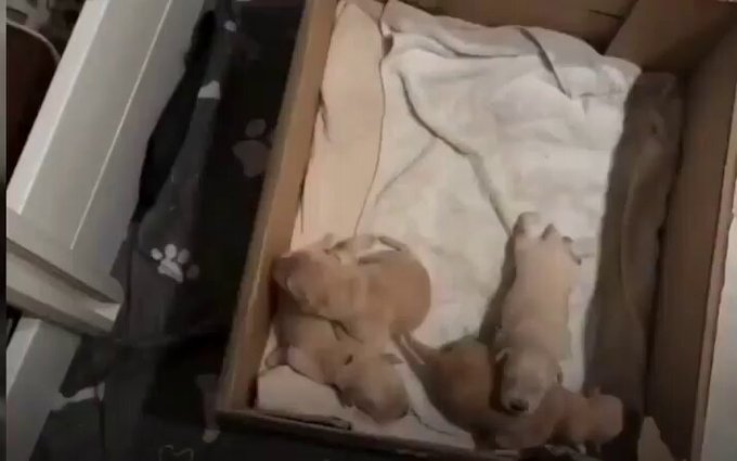Una perra amamanta a sus 11 cachorros mientras el padre está... ocupado.