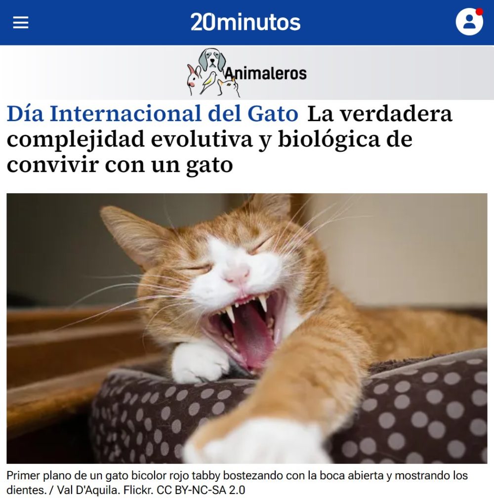 Hoy es el día internacional del Gato, un animal excepcional.