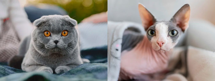 A partir del 1 de enero de 2026, los Países Bajos aplicarán una prohibición oficial para tener como mascotas a dos tipos de gatos: los de orejas plegadas y los gatos sin pelo, conocidos también como naaktkatten.