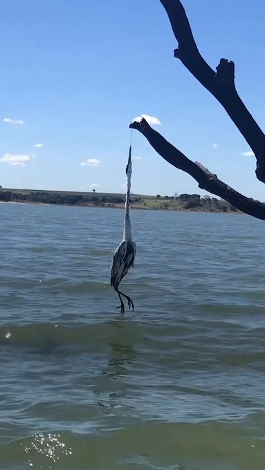 Una garza permite que unos humanos le salven la vida.