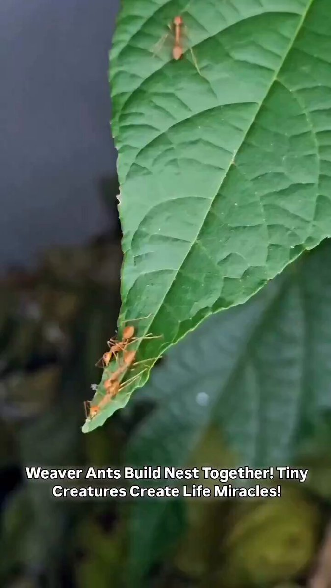 Hormigas usando una de sus propias larvas para tejer las hojas...