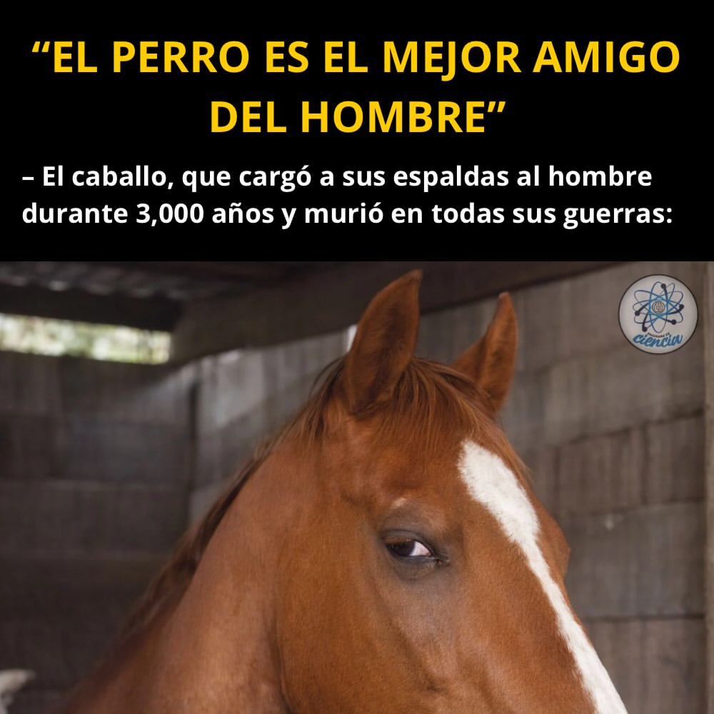 ¿Es el perro el mejor amigo del hombre?