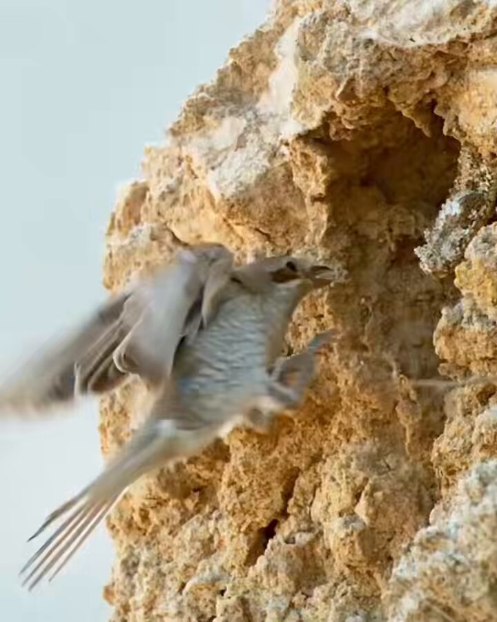 Uno de los animales más curiosos: la víbora cola de araña.