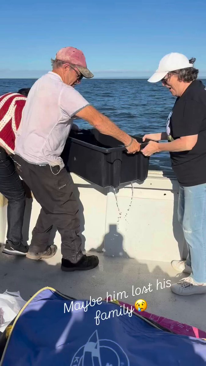 Rescatan a un lince rojo que se iba a ahogar y las mujeres del barco lo acarician como si fuera un gatete...