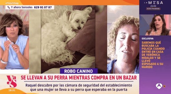 Una mujer ha robado un perro en Gijón.