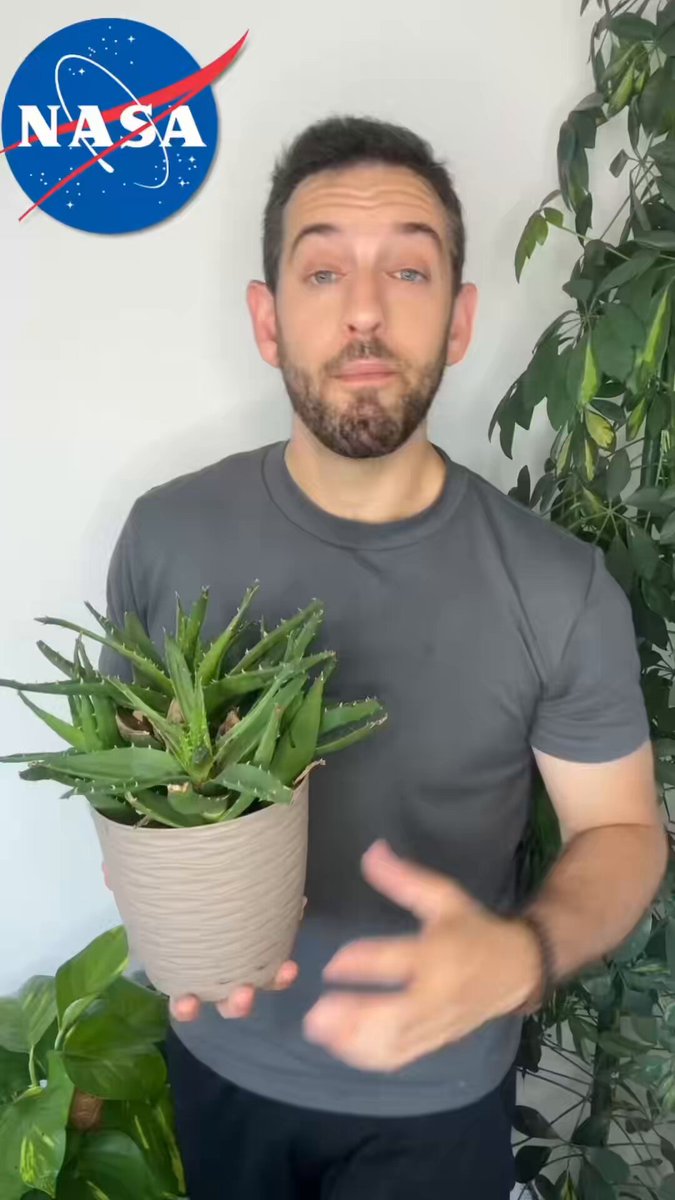 Plantas que debes tener en tu casa según la NASA.