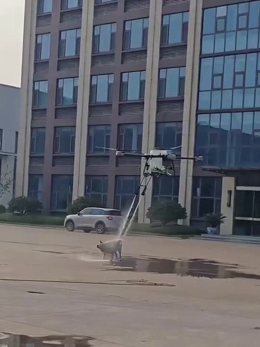 Una empresa china muestra las capacidades de su recién desarrollado dron de limpieza de paneles solares usándolo para lavar a un perro callejero.