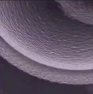 Un estudio realizado en Suecia mostró que el óvulo puede ignorar al espermatozoide ideal, a pesar de ser el primero en llegar.