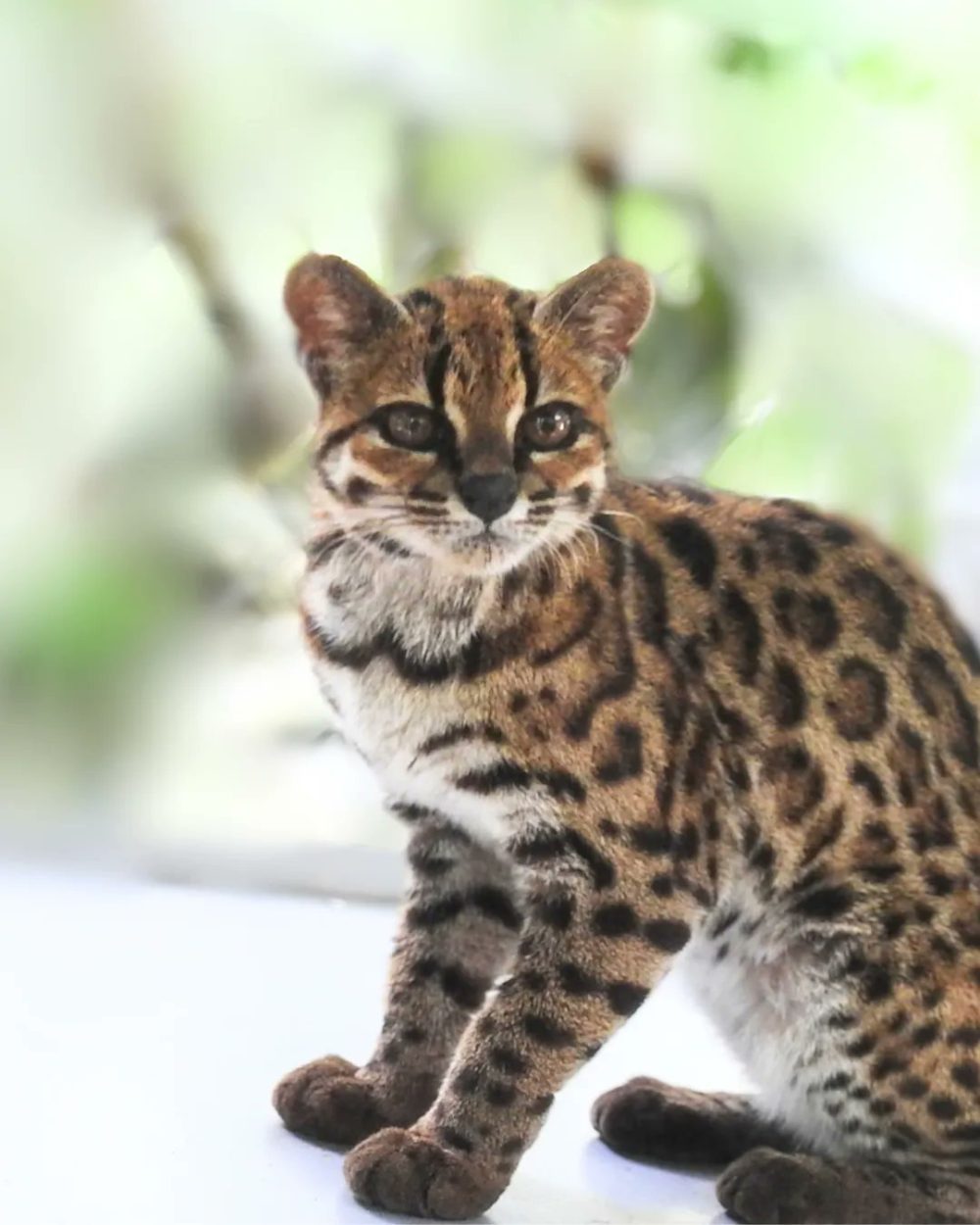 Han encontrado una nueva especie de gato en Bolivia.