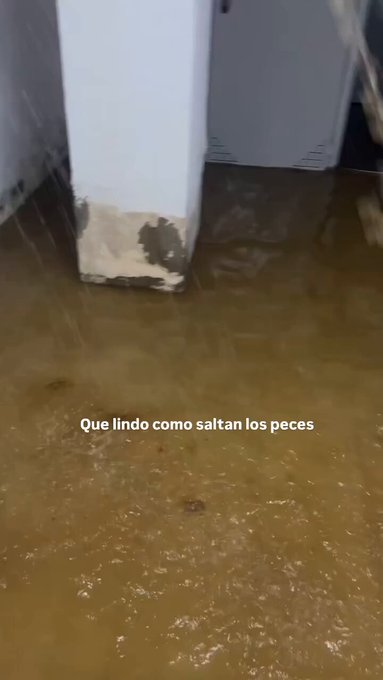 Qué bonito cómo saltan los p eces.