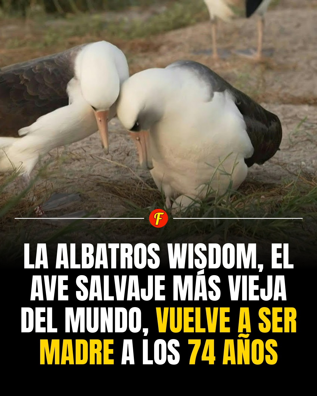 La albatros Wisdom acaba de dar la bienvenida a otro polluelo a los setenta y cuatro años de edad.