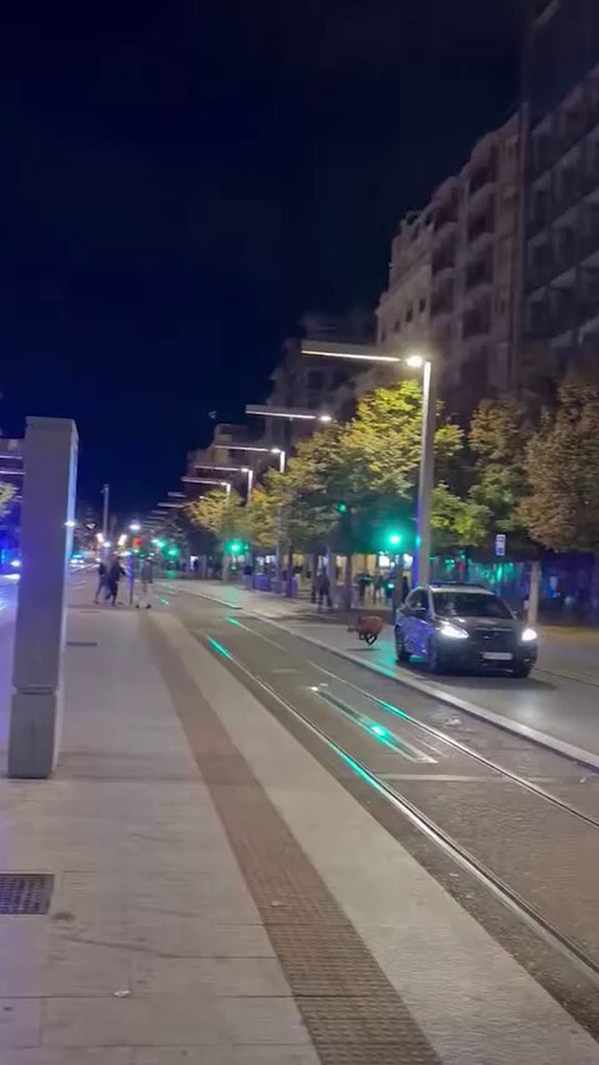 Imagina estar en una discoteca y que de repente a tu lado aparezca UN JABALÍ