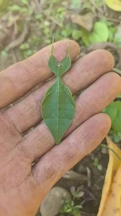 NO es una hoja
