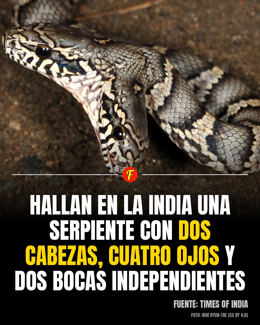 Hallan en la India una cría de serpiente con dos cabezas, cuatro ojos y dos bocas que funcionan cada una por su cuenta