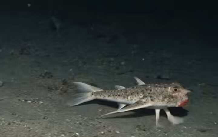 Otro ejemplo de que vivimos en una simulación. El pez murciélago de labios rojos, o pez murciélago de Galápagos (Ogcocephalus darwini), es un pez de morfología inusual que se encuentra en las Islas Galápagos.
